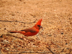 Cardinalis phoeniceus