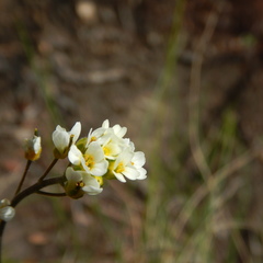 Draba cana