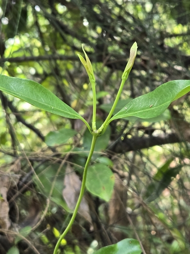 Gynochthodes umbellata, photograph 5
