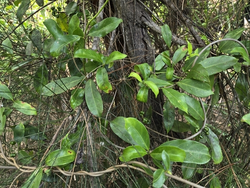 Gynochthodes umbellata, photograph 6