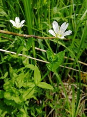 Cerastium davuricum