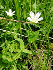 Cerastium davuricum