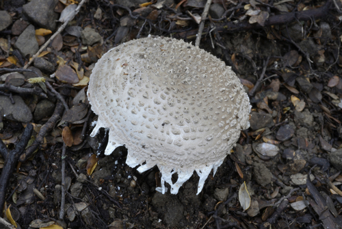 Amanita pumatona
