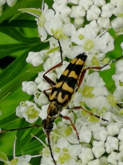 Leptura annularis