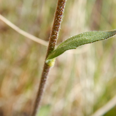 Draba cana