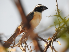 Saltator orenocensis