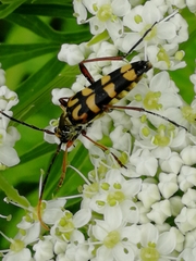 Leptura annularis