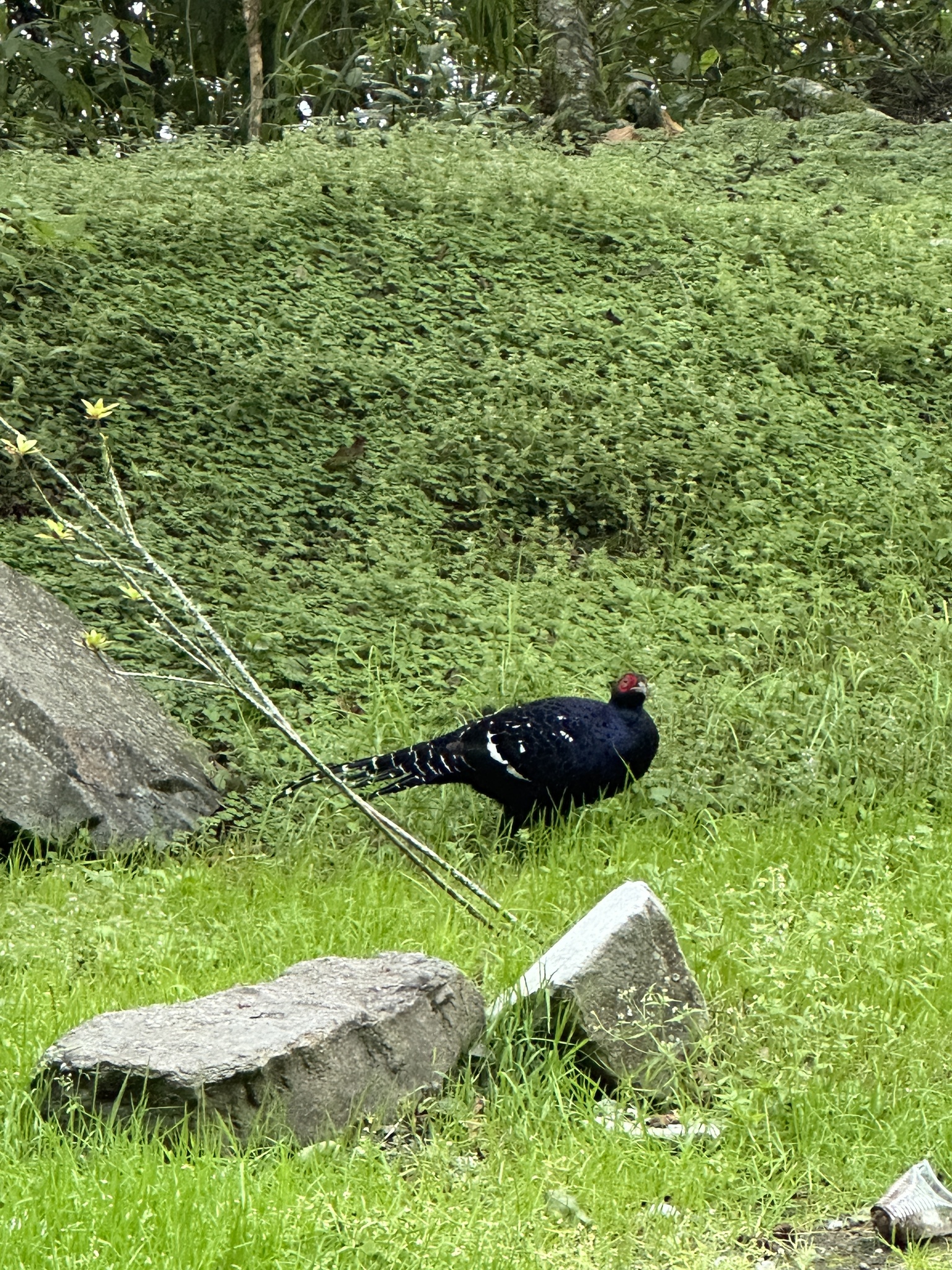 Mikado Pheasant illustration