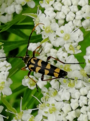 Leptura annularis