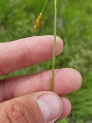 Carex castanea