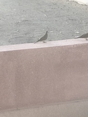 Streptopelia senegalensis