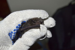 Pipistrellus javanicus
