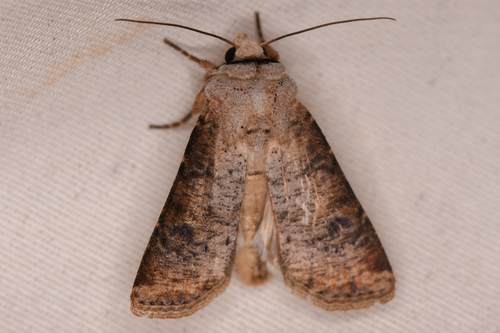 Euxoa bochus photo 3