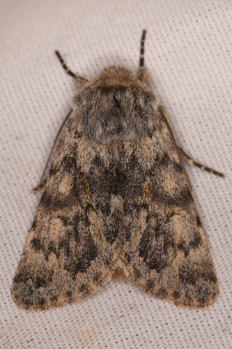 Lasionycta uniformis photo 2
