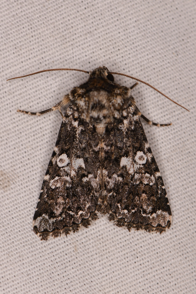 Variable Capsule Moth