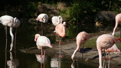 Phoenicopterus