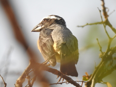 Saltator orenocensis
