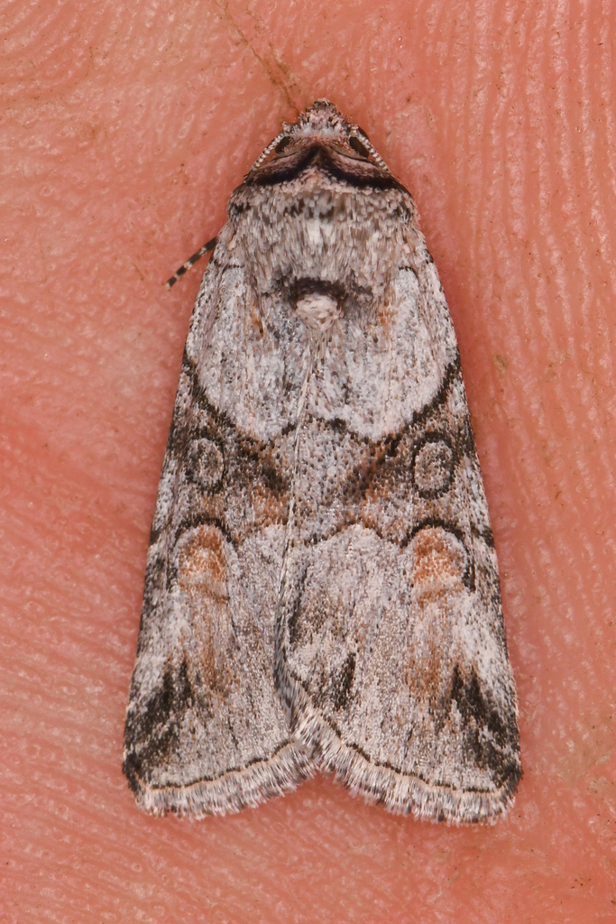 Sympistis meadiana