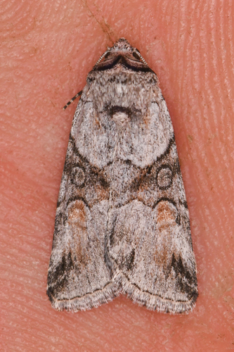 Sympistis meadiana