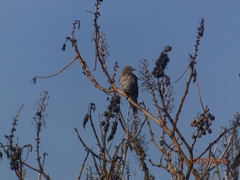 Toxostoma curvirostre