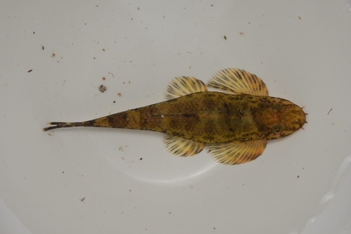 Smiths bergbeekloach (Homalopteroides smithi) — Balitoridae — 2