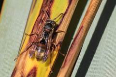 Polistes humilis humilis