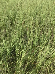 Paspalum denticulatum