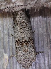 Sympistis perscripta