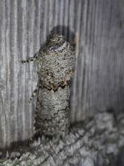 Sympistis perscripta