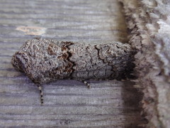 Sympistis perscripta