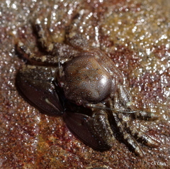 Petrolisthes manimaculis