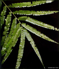 Lindsaea guianensis