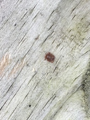 Amblyomma americanum