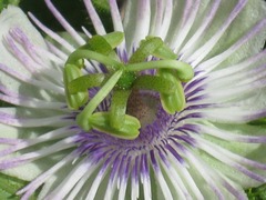 Passiflora
