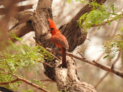 Cardinalis phoeniceus