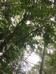 Sambucus nigra nigra