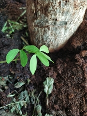 Pithecellobium dulce