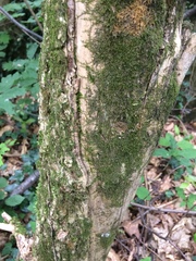 Sambucus nigra nigra