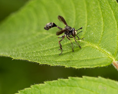 Physocephala furcillata