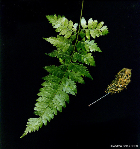Saccolomataceae