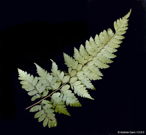 Forest Soralpouch Fern (Saccoloma inaequale)