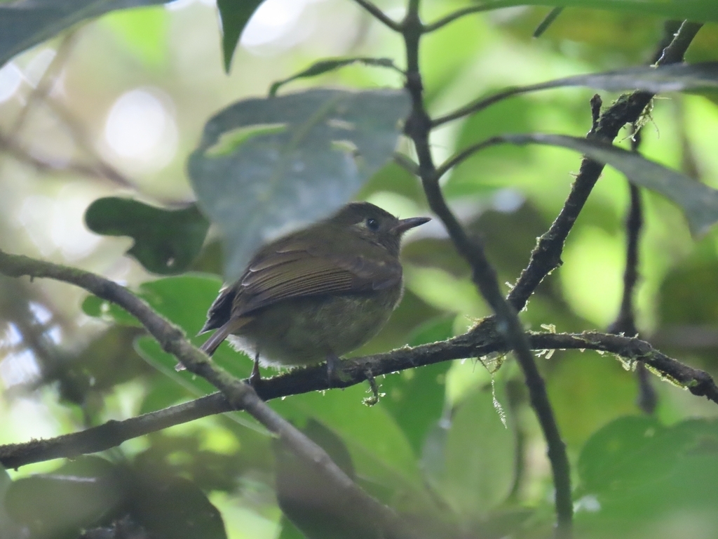 Olive-striped Flycatcher (Mionectes olivaceus), photo 8