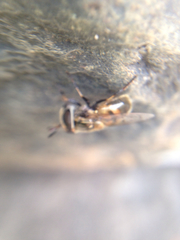 Copestylum marginatum