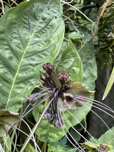 Foto de Flor-morcego