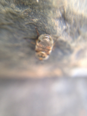 Copestylum marginatum