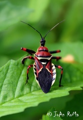 Apiomerus flaviventris