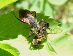 Rhynocoris ventralis