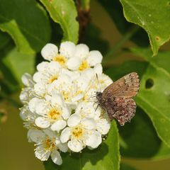 Callophrys lanoraieensis