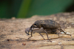 Sipalinus gigas