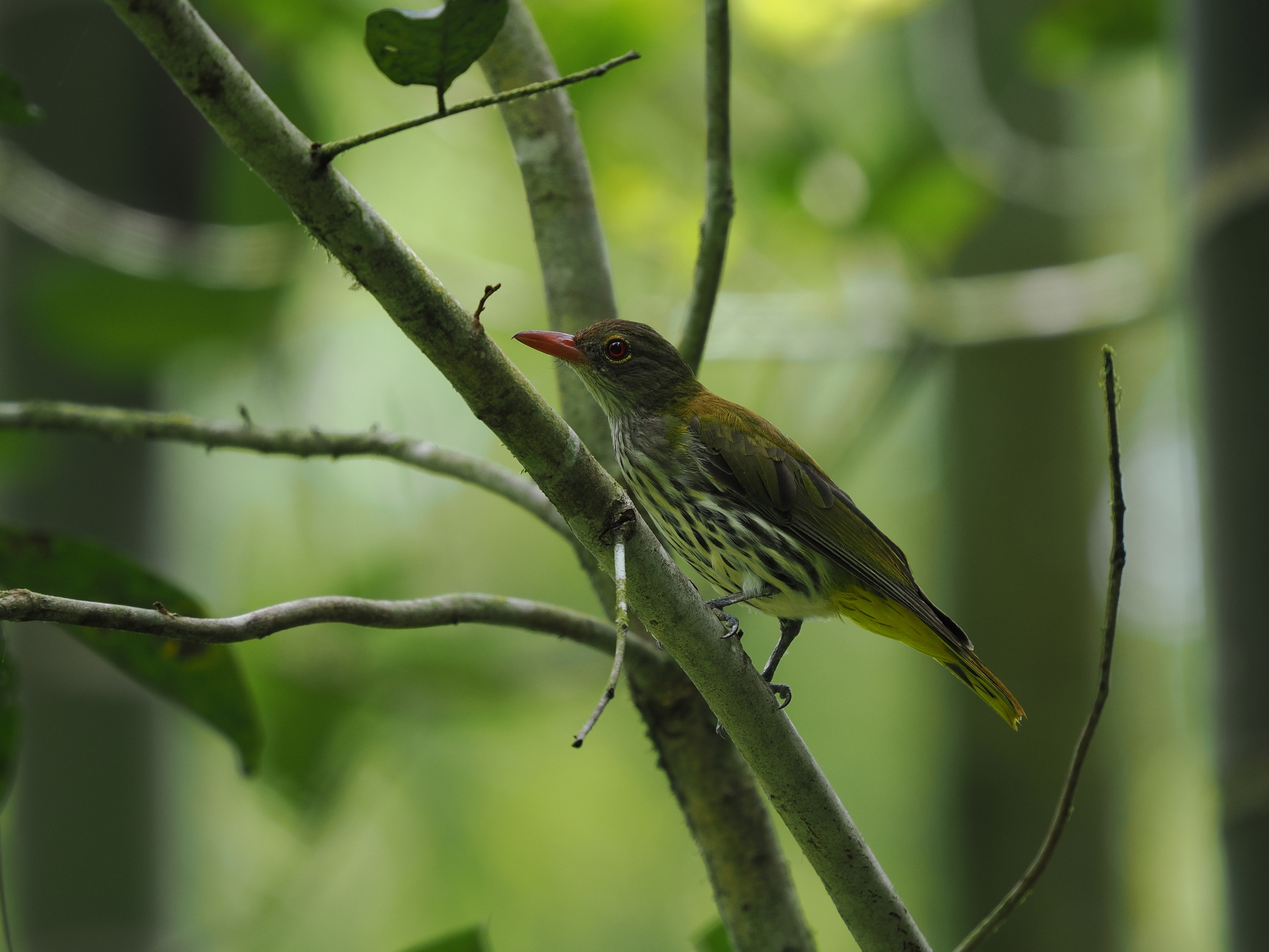 Dark-throated Oriole (Oriolus xanthonotus), photo 6
